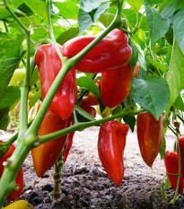 Paprika Meika - Capsicum annuum - semená papriky - 20 ks