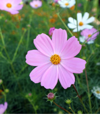 Krasuľka Sonata Pink - Cosmos bipinnatus - semená krasuľky - 15 ks