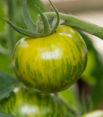 BIO Paradajka Zelená zebra - Solanum lycopersicum - bio semená paradajky - 6 ks