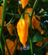 Chilli Devils Tongue Yellow - Capsicum chinense - semená chilli - 7 ks