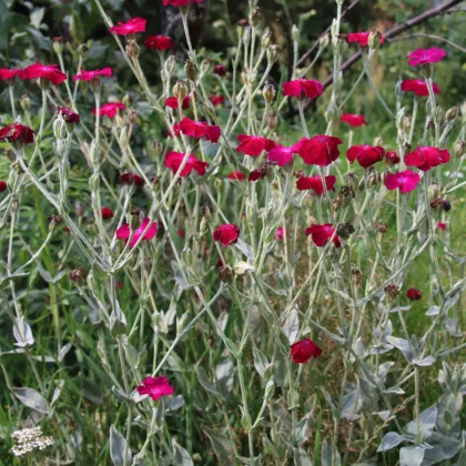 Kukučka vencová - Lychnis coronaria - semená kukučky - 50 ks