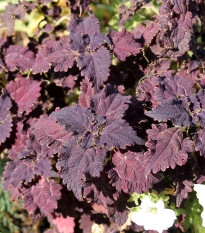 Africká pŕhľava Wizard Black Dragon - Coleus blumei - semená africkej pŕhľavy - 30 ks