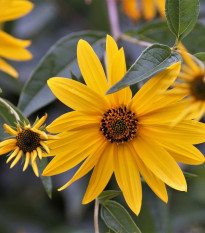 Slnečnica hľuznatá - Helianthus tuberosus - sadenice slnečnice - 1 ks