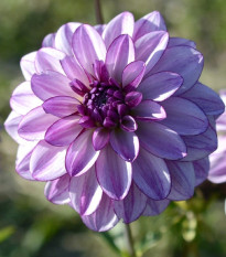 Georgína Lilac Time - Dahlia - hľuzy georgín - 1 ks