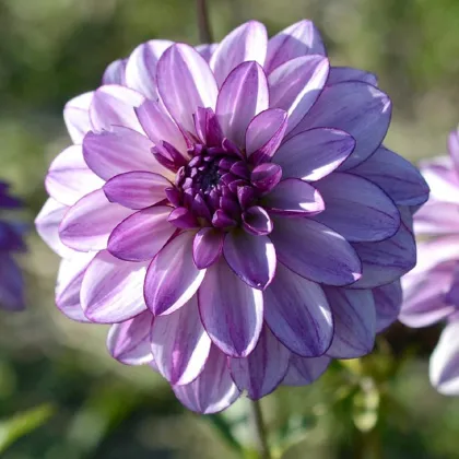 Georgína Lilac Time - Dahlia - hľuzy georgín - 1 ks