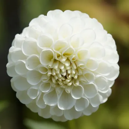 Georgína White Aster - Dahlia - hľuzy georgín - 1 ks