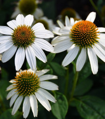 Echinacea White Swan - Echinacea purpurea - sadenice echinacey - 1 ks