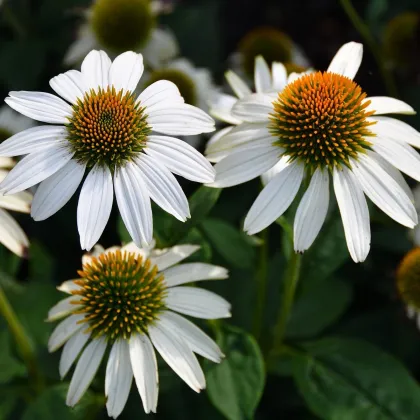 Echinacea White Swan - Echinacea purpurea - sadenice echinacey - 1 ks