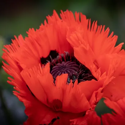 Mak východný Turkenlouis - Papaver rhoeas - sadenice maku - 1 ks