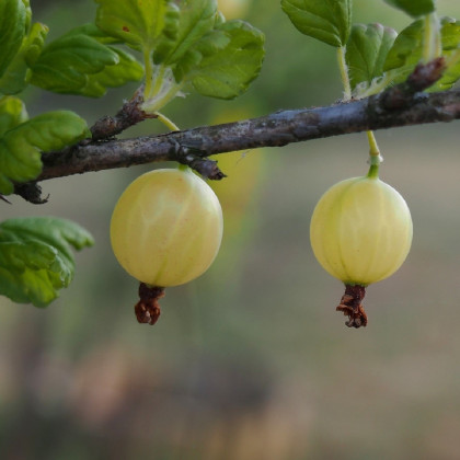Egreš biely - Ribes uva-crispa - sadenice egreša - 1 ks