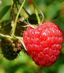 Maliník - Rubus idaeus - voľnokorenné sadenice malín - 2 ks