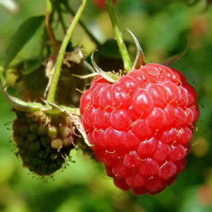 Maliník - Rubus idaeus - voľnokorenné sadenice malín - 2 ks