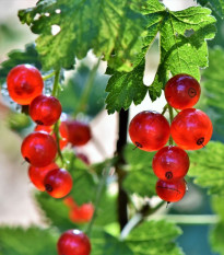 Ríbezľa červená - Ribes sylvestre - sadenice ríbezlí - 1 ks