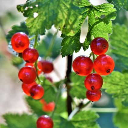Ríbezľa červená - Ribes sylvestre - sadenice ríbezlí - 1 ks