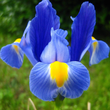 Kosatec Sapphire Beauty - Iris pumila - hľuzy kosatca - 3 ks