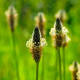 BIO skorocel Minutina - Plantago coronopus - bio semená skorocelu - 500 ks