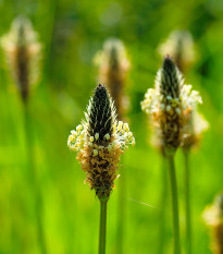 BIO skorocel Minutina - Plantago coronopus - bio semená skorocelu - 500 ks