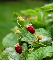 Jahoda mesačná Alexandria - Fragaria vesca - semená jahôd - 20 ks