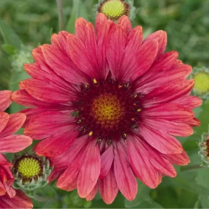 Kokarda Arizona Red Shades - Gaillardia aristata - semená kokardy - 10 ks