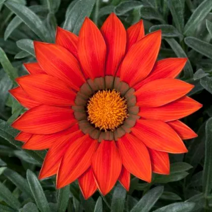 Gazánia Frosty Kiss Red F1 - Gazania rigens - semená gazánie - 12 ks