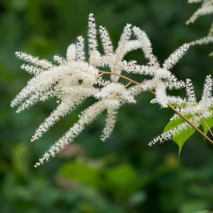 Astilba japonská Deutschland - Astilbe japonica - cibuľky astilby - 1 ks