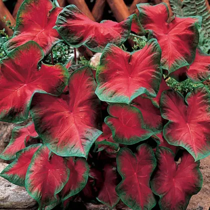 Kaládium Freida Hemple - Caladium bicolor - hľuzy kaládia - 1 ks