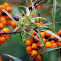 Rakytník rešetliakovitý - Hippophae rhamnoides - semená rakytníka - 8 ks