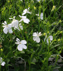 Lobelka drobná Biely palác - Lobelia erinus - semená lobelky - 0,1 g