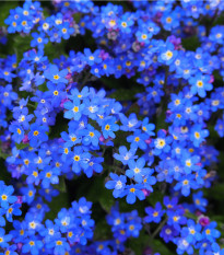 Nezábudka lesná Compindi - Myosotis sylvatica - semená nezábudky - 100 ks