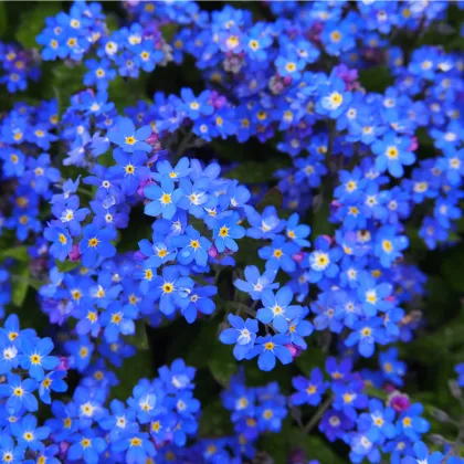 Nezábudka lesná Compindi - Myosotis sylvatica - semená nezábudky - 100 ks