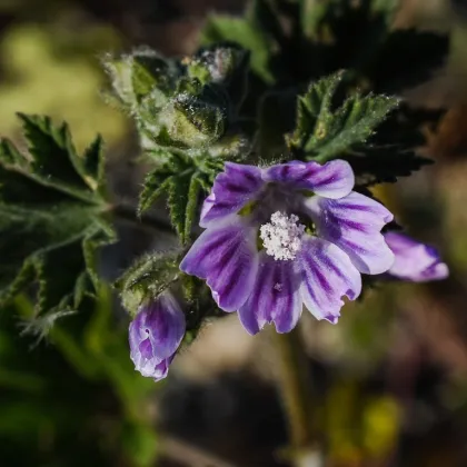 Slez lesný - Malva sylvestris - semená slezu - 10 ks