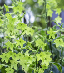 Tabak Perfume Lime F1 - Nicotiana sanderae - semená tabaku - 50 ks