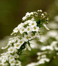 Lobulária prímorská Schneeteppich - Lobularia maritima - semená lobulárie - 50 ks