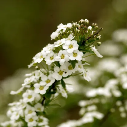 Lobulária prímorská Schneeteppich - Lobularia maritima - semená lobulárie - 50 ks