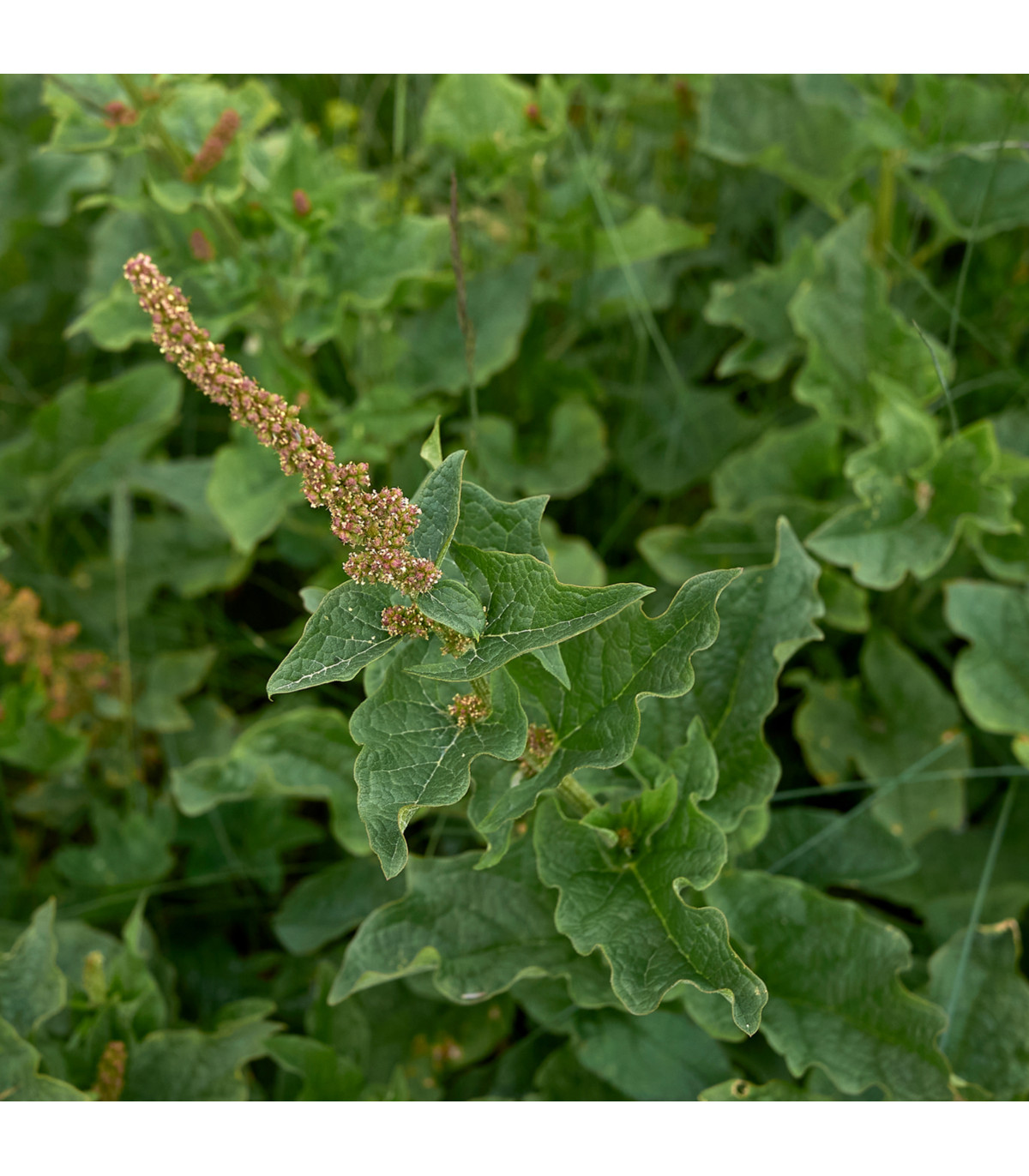 Mrlík Všeliek - Chenopodium Henricus - semená mrlíka - semiačka - 0,8 g