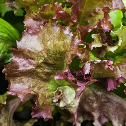 Šalát trhací americký hnedý - Latusa sativa - semená šalátu - 450 ks