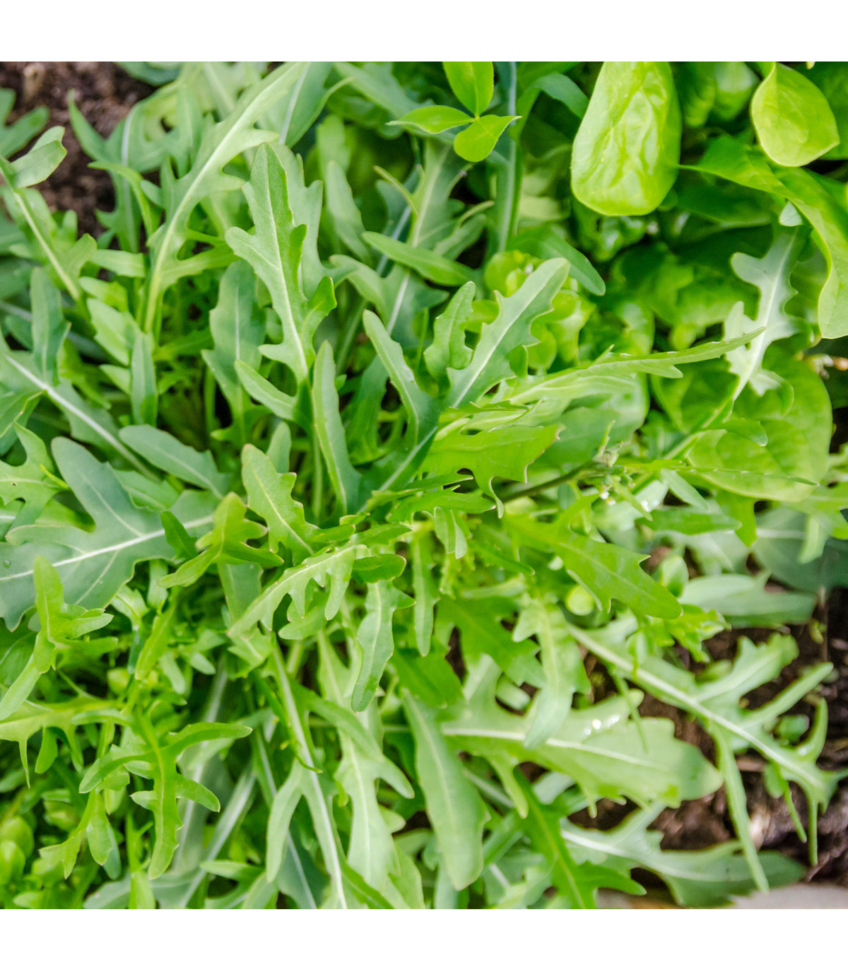 Rukola Speedy - Eruca sativa - semená - 0,5 g