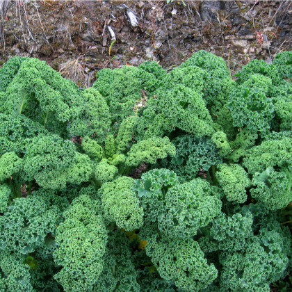 Kel kučeravý zelený Kadet - Brassica oleracea L. acephala - semená - 200 ks