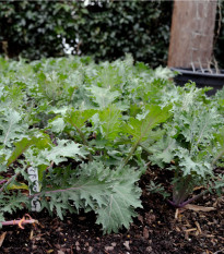 Kel kučeravý Red Russian - Brassica oleracea - semená kelu kučeravého - 150 ks