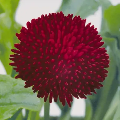 Sedmokráska obyčajná Tasso červená - Bellis perennis - semená sedmokrásky - 50 ks