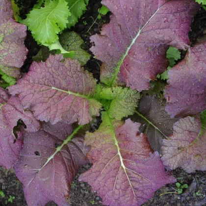 Horčica červená Red Frills - Brassica juncea - semená horčice - 300 ks