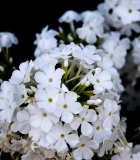 Plamienka biela - flox - Phlox - voľnokorenné sadenice plamienky - 1 ks