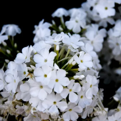 Plamienka biela - flox - Phlox - voľnokorenné sadenice plamienky - 1 ks