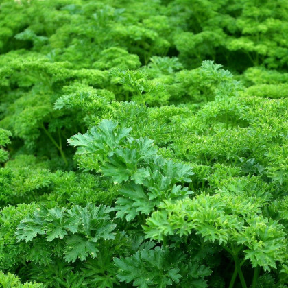 Petržlenová vňať záhradná Kudrnka - Petroselinum Crispum convar. vulgare - semená - 700 ks