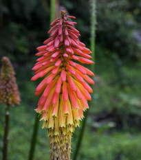 Kleopatrina ihla - Kniphofia Uvaria Tritoma - semená kniphofie - 4 ks