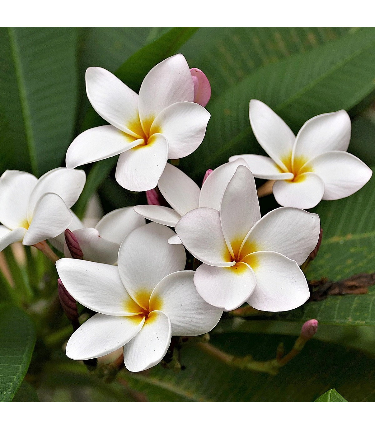 Pluméria - Havajský kvet - Plumeria - semená - 3 ks