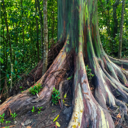 Eukalyptus dúhový - Blahovičník - Eucalyptus deglupta - semená eukalyptu - 5 ks