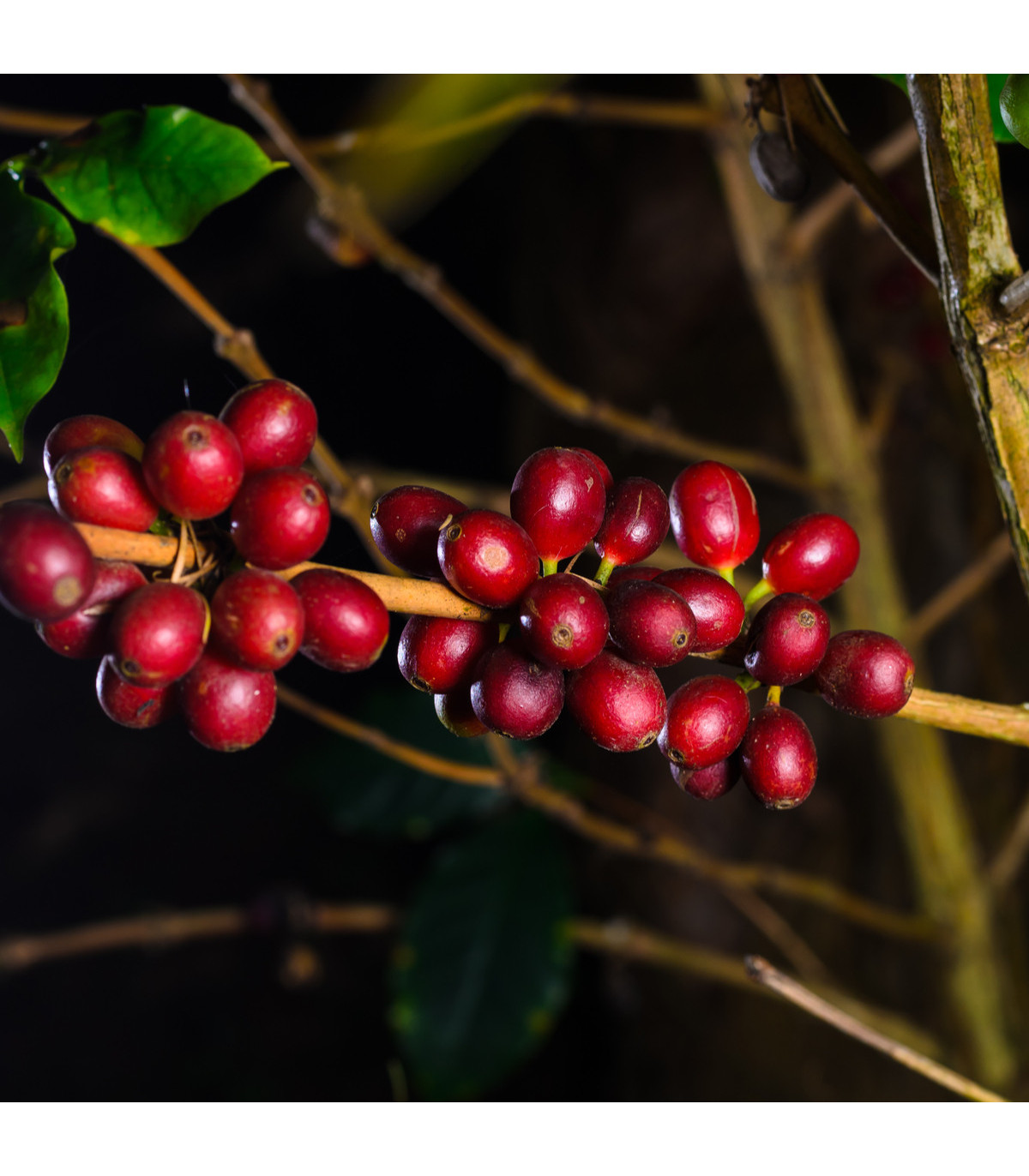 Kávovník havajský Konna - Coffea konna - semená kávovníka - 5 ks