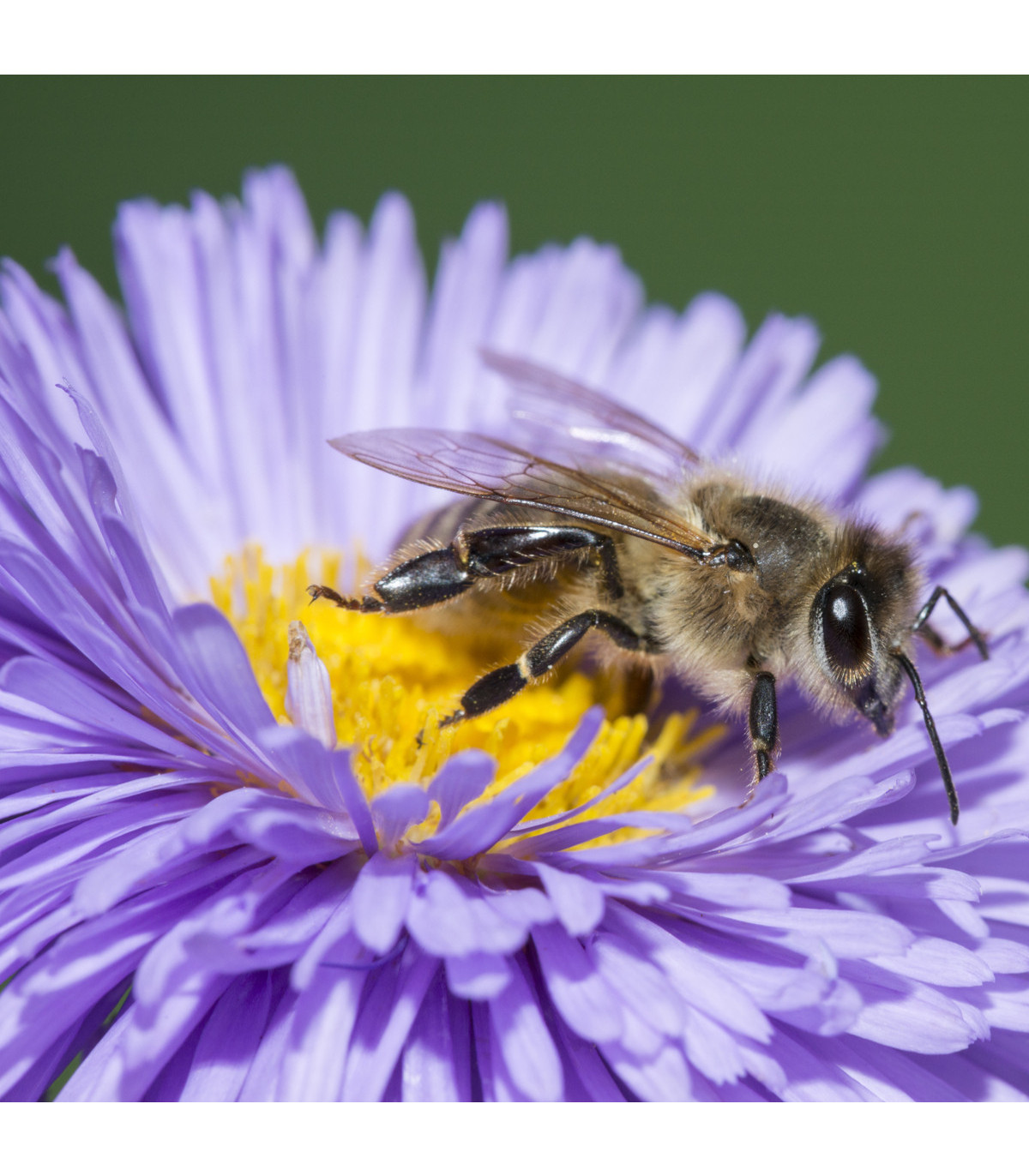 Medonosné kvety pre včely - semená medonosných kvetov pre včely - 10 g