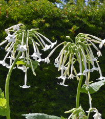 Tabak planý - Nicotiana sylvestris - semená tabaku - 200 ks